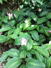 Goeppertia loeseneri