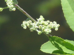 Angiospermae