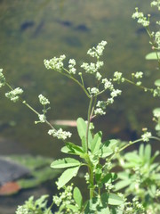Angiospermae