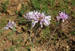 Palafoxia sphacelata