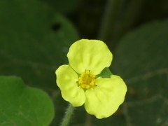Saruma henryi