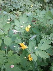 Chelidonium