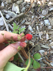 Fragaria vesca americana