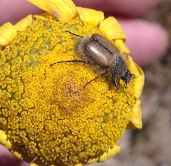 Chasmatopterus villosulus