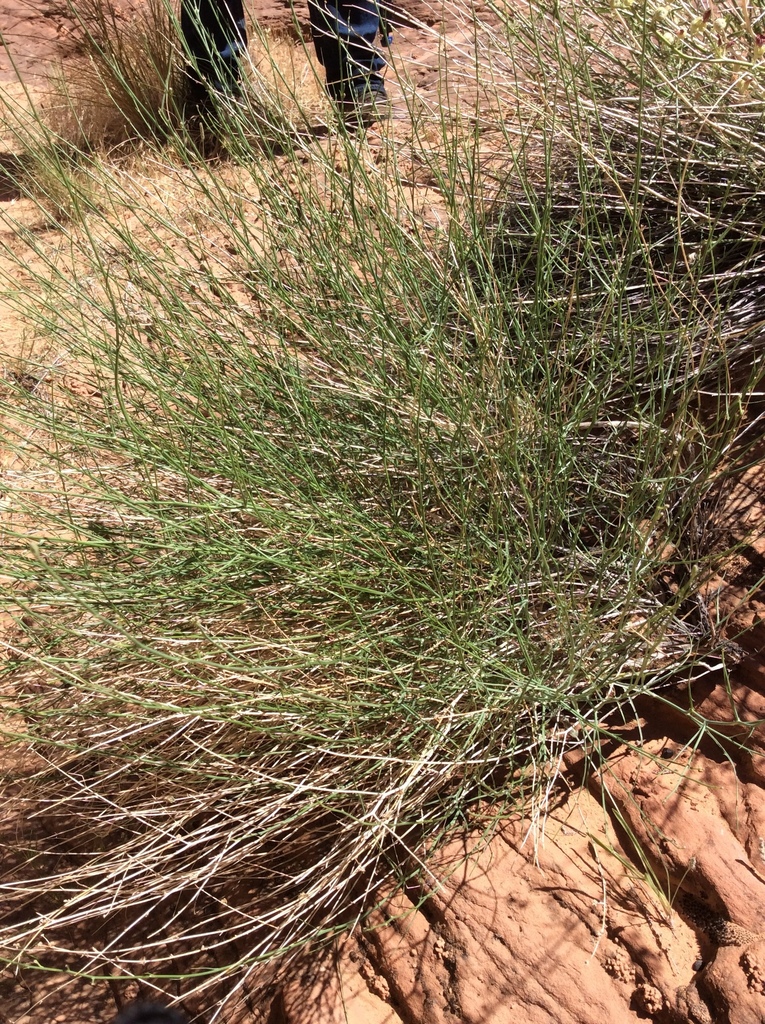rush lemonweed