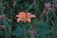 Lilium maculatum