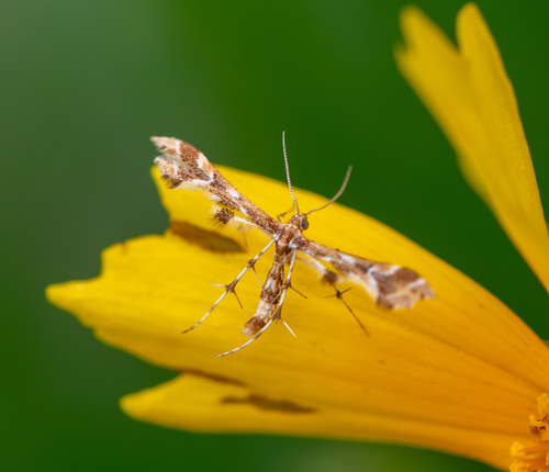 Grape Flower Plume Moth photo 3