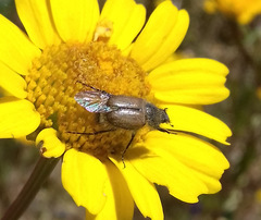 Chasmatopterus villosulus