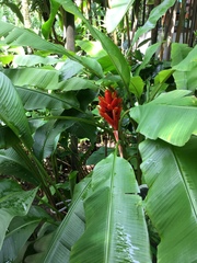 Musa coccinea