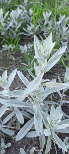 white sagebrush (Artemisia ludoviciana)