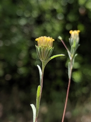 Rigiopappus leptocladus