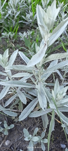 Artemisia ludoviciana