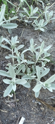 Artemisia ludoviciana