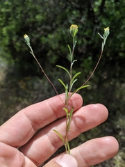 Rigiopappus leptocladus