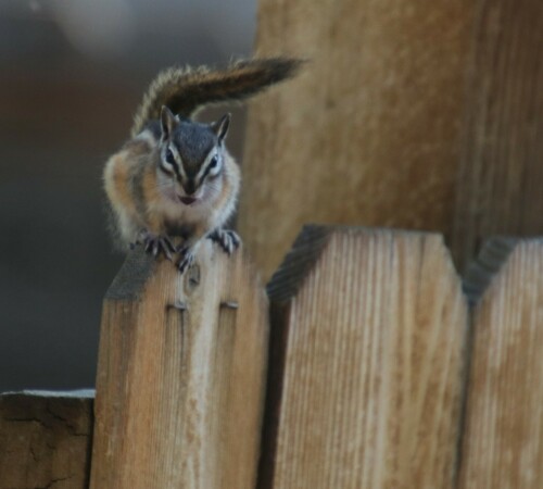 Colorado Chipmunk, Sunnyside, Denver, CO 80211, USA, photo 9 of 10