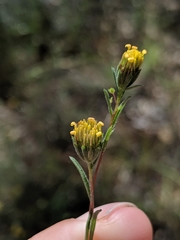 Rigiopappus leptocladus