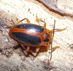 Epipocus cinctus
