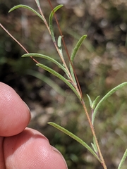 Rigiopappus leptocladus