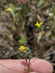 Rigiopappus leptocladus