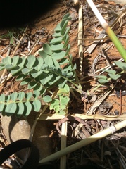 Astragalus malacoides