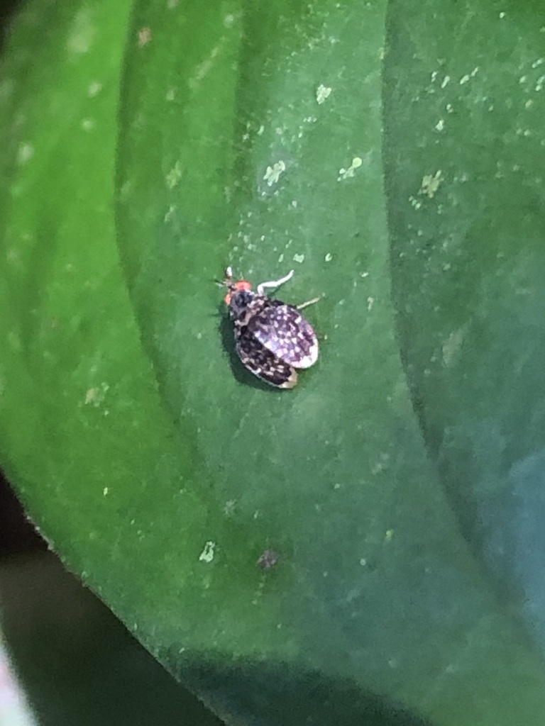 Baliopteridion brevitarsus