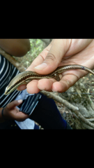 Marisora falconensis