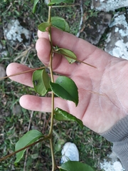 Xylosma