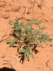 Lupinus pusillus