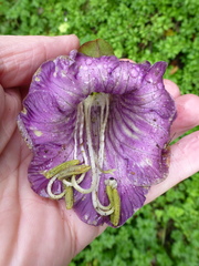 Cobaea scandens