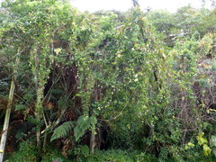 Cobaea scandens