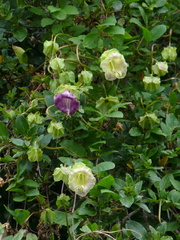 Cobaea scandens
