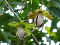 Cobaea scandens