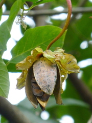 Cobaea scandens