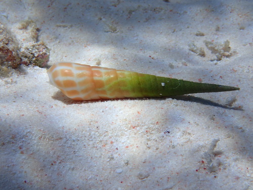 Terebra observed 2024-06-13