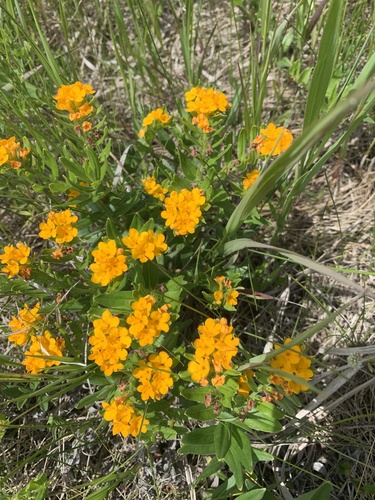 hoary puccoon