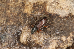 Phyllobius oblongus