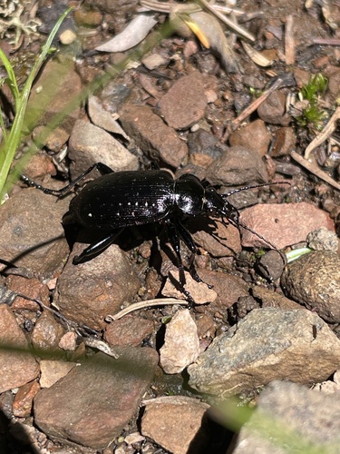 Cold-country Caterpillar Hunter photo 5