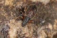 Phyllobius oblongus