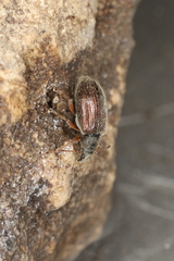 Phyllobius oblongus
