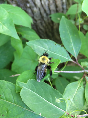 Laphria thoracica