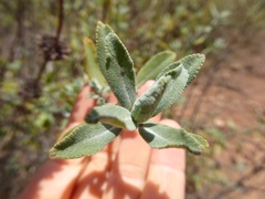 Salvia munzii