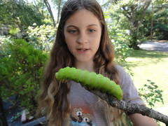 Antheraea polyphemus
