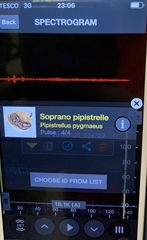 Pipistrellus pygmaeus