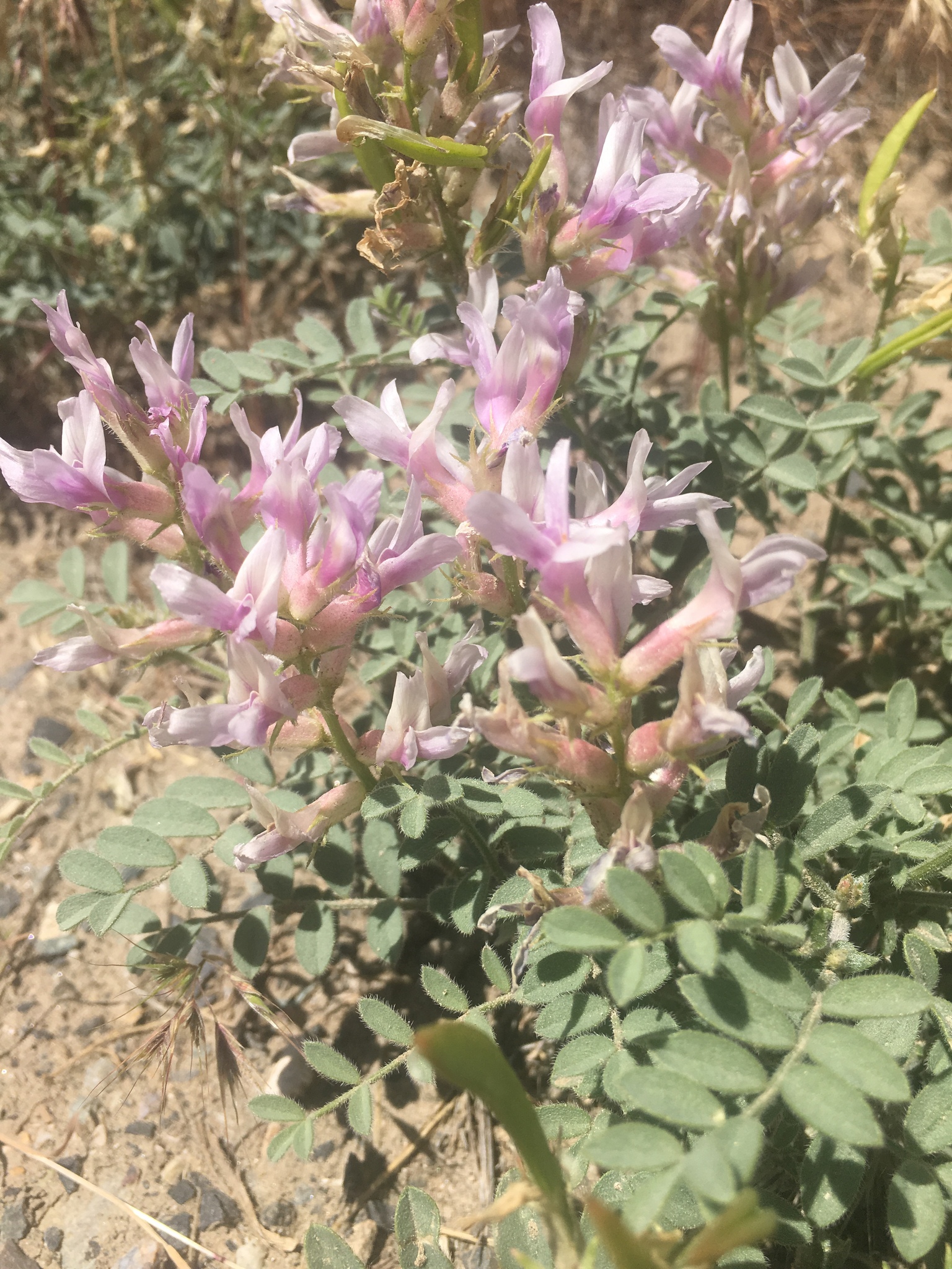 Astragalus succumbens