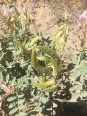 Astragalus succumbens
