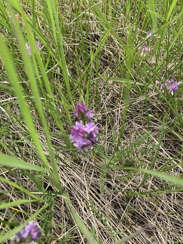 field milkvetch