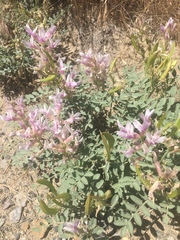 Astragalus succumbens