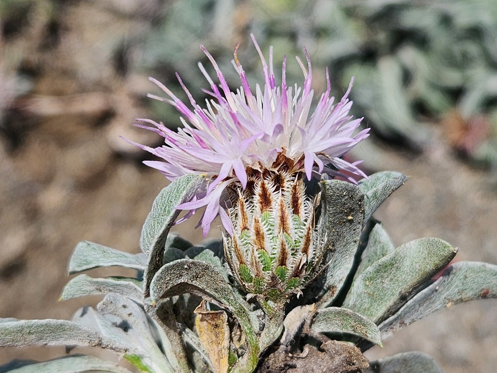 Psephellus integrifolius