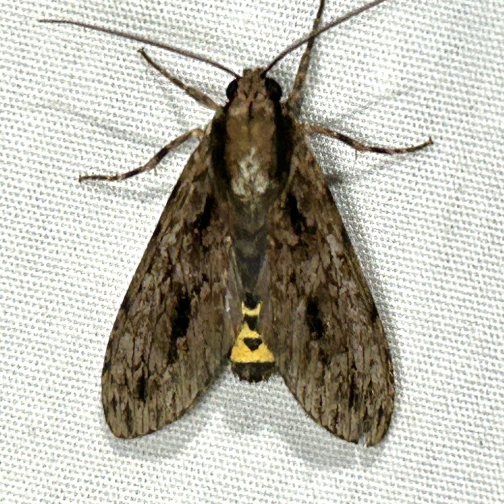 Eucereon tripunctatum