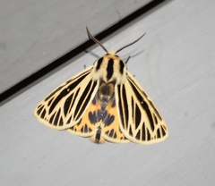 Apantesis virguncula